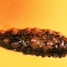 ナマコ酢とこのわた 下処理 レシピ 作り方 By Sea Kitchen 楽天レシピ ナマコ酢とこのわた 下処理 レシピ 作り方 By Sea Kitchen 楽天レシピ